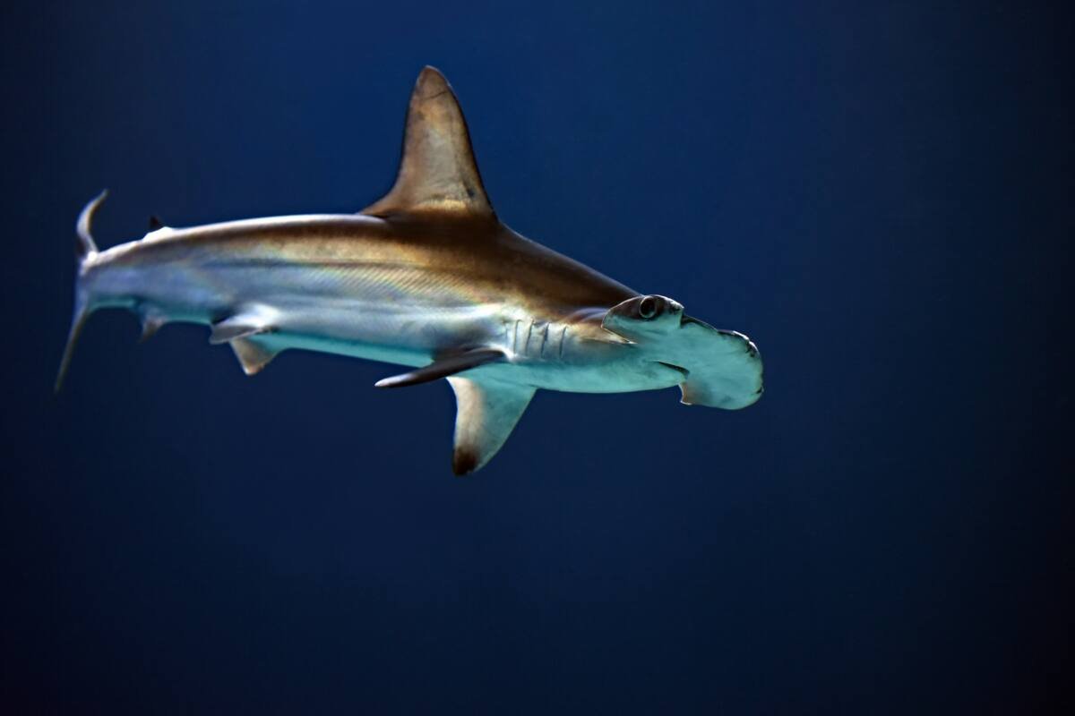 Close-up of a hammerhead shark at an aquarium