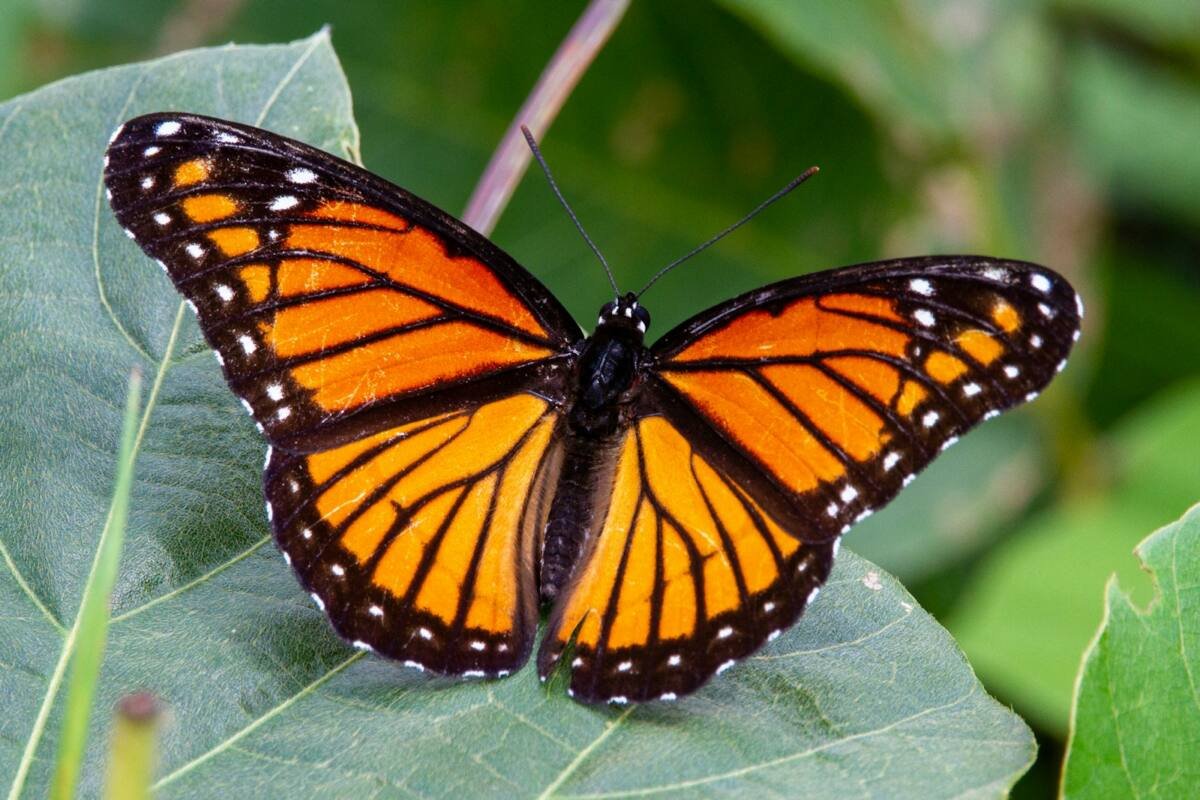Monarch butterfly perched on green leaf