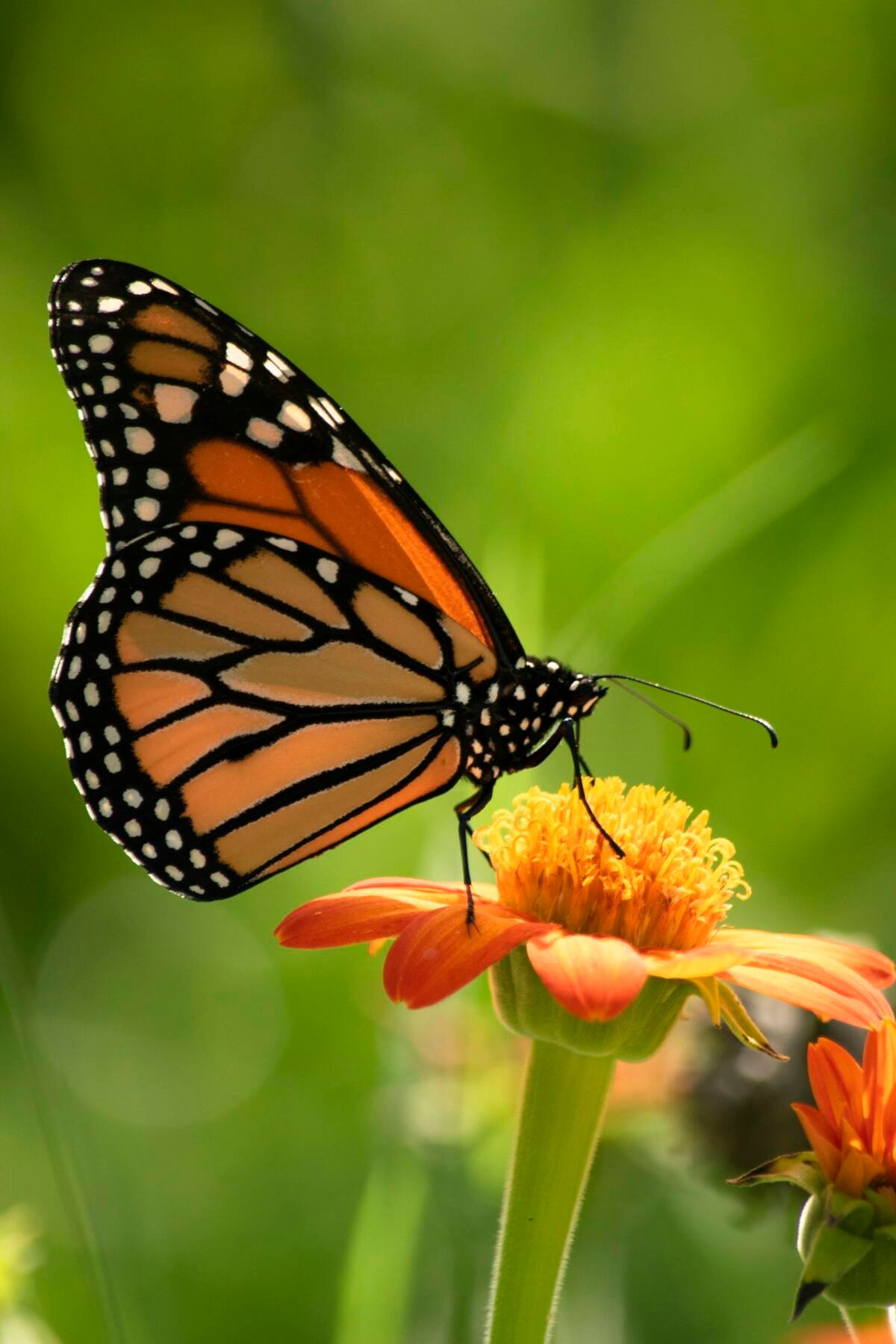 Orange monarch butterfly