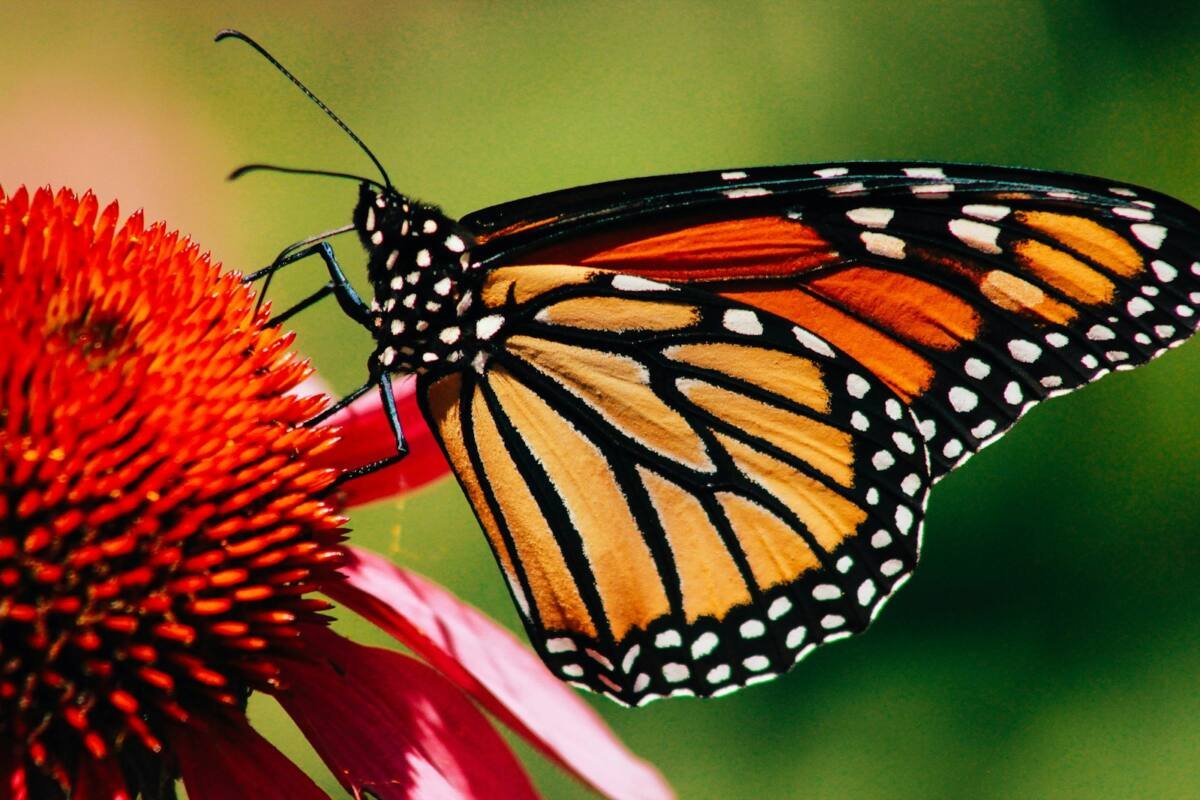Close-up photography of monarch butterfly on flower