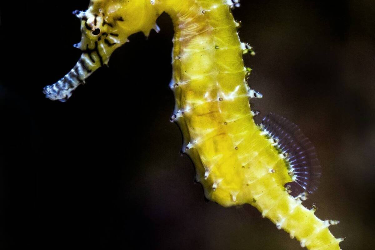 Shallow focus photography of a green seahorse