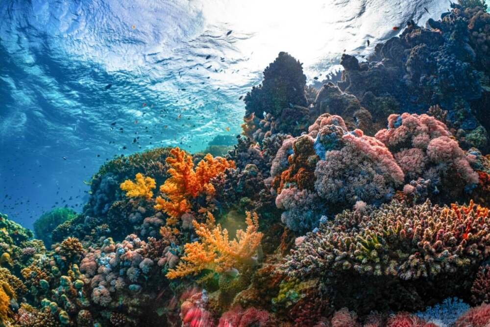 Underwater view of a colorful coral reef