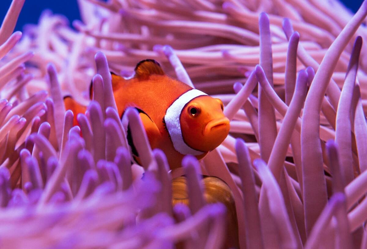 Clown fish in purple and white coral reef